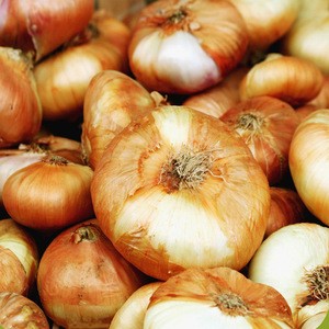 Fresh yellow onion exporters in China
