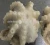 Import Frozen IQF Whole Cleaned Baby Octopus from China
