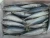 Import Good quality Fresh / Frozen Atlantic Salmon Fish from Canada