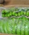 Import GREEN CAVENDISH BANANAS from Kenya