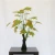 Import High Quality artificial maple tree bonsai plants in China from China