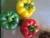 Import High Quality Bell Pepper/Capsicum Sweet Bell Pepper for Sale from Vietnam