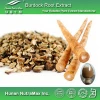 High quality fresh burdock root & burdock root powder & burdock root extract