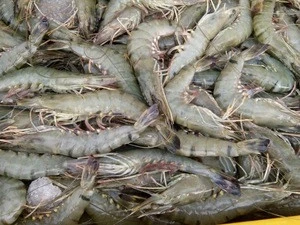 High quality fresh/ frozen tiger shrimp