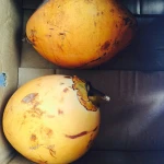 HIGH QUALITY FRESH YOUNG COCONUT FOR SALE