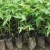 Import High Yield Taiwan Red Lady papaya Seedling /baby plant for growing from China