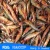 Import HL002 fish shrimp buyers hot sale seafood from China