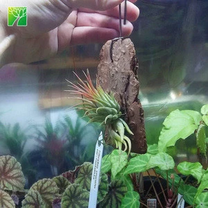 Hot sale 2-4cm height hanging natural air plant T.Ionantha