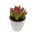 Import Hot sale Ceramic Pot Artificial Succulent Plants from China