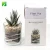 Import Hot sale DIY terrarium kit live plant bonsai real natural succulents plants set with glass pot from China