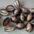 Import Hot sales seashell tiger cowrie shells for art craft from China
