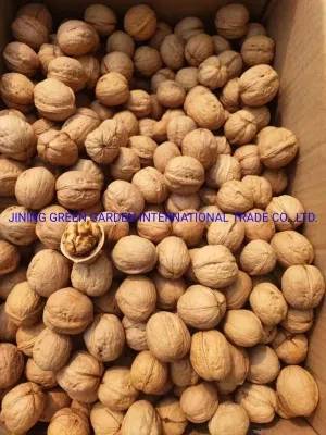 Hot Selling Chinese Xinjiang High Quality Walnuts at a Good Price, Chinese Thin Shell Xinjiang Walnut Inshell Washed Xiner