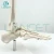 Import LANCET 2020Joint model Medical education plastic foot model High quality Foot model from China