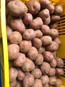 light yellow fresh irish potatoes
