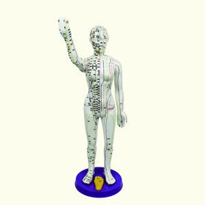 Men and women human body meridian model human acupuncture acupoint model human body model medical acupuncture mannequin