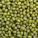 mung bean Prime quality fresh New Crop Common Cultivation Sprouting Green bean