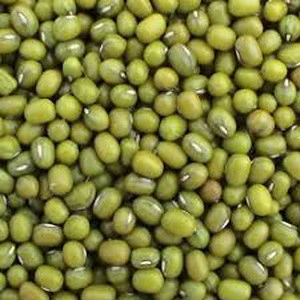 mung bean Prime quality fresh New Crop Common Cultivation Sprouting Green bean