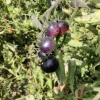 Naturix Black Cherry Tomato Vegetable Seeds for Planting