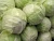 Import New Crop 2017 Fresh Cabbages With Cheap Price from South Africa