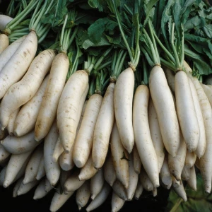 New crop fresh white health food radish available for export