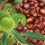 Import New Crop Organic Bulk Fresh Chestnuts price from China