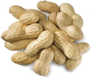 New Crop Raw Peanuts In Shell for sale