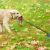 Import New Design Interactive Durable Colorful Wholesale Dog Chew Ball Toy For Sale from China