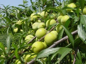Nursery Fruit Tree Top Producing Prunus salicina Plum Seedlings