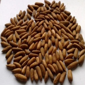 Pakistan Best Quality Pine Nuts In Shell