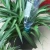Import Plant Waterer,Ceramic Self Watering Spikes Set of 4, Automatic Flower and Drip Irrigation Watering Stakes System for Indoor&amp;Out from China