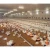 Import Poultry Chain Feeder System For Henhouse from China