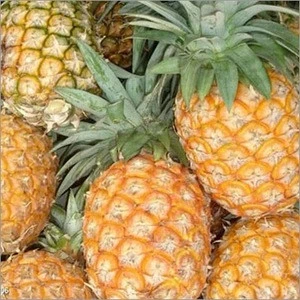 Premium Fresh Type Pineapple