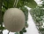 Import Premium Hydroponic Product Musk Fresh Fruit Melon from Thailand