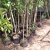 Import Pride of India Plant Decors Natural Plant Tropical Tree Decoration from China