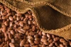 Puratos Grand-Place Vietnama Fine Flavor Cocoa Beans From Highland Region