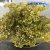 Import Rainbow flower wall babybreath everlating decorative stabilized flower wholesale from China