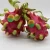Import RED DRAGON FRUIT WITH BEST PRICE from Vietnam