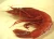 Import Scarlet Shrimps( Carabineros/ Plesiopenaeus edwardsianus) from Suriname