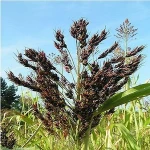 Sorghum Grain, Spain