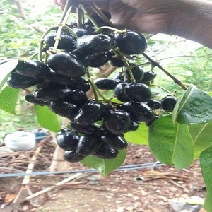 SOUTH AFRICAN BLACK JAMUN FRUIT SUPPLIERS.