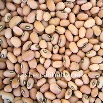 speckled cowpea 2011