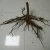 Import the best paulownia elongata root stem for planting from China