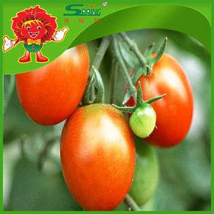 tomatoes top quality fresh tomatoes bulk selling