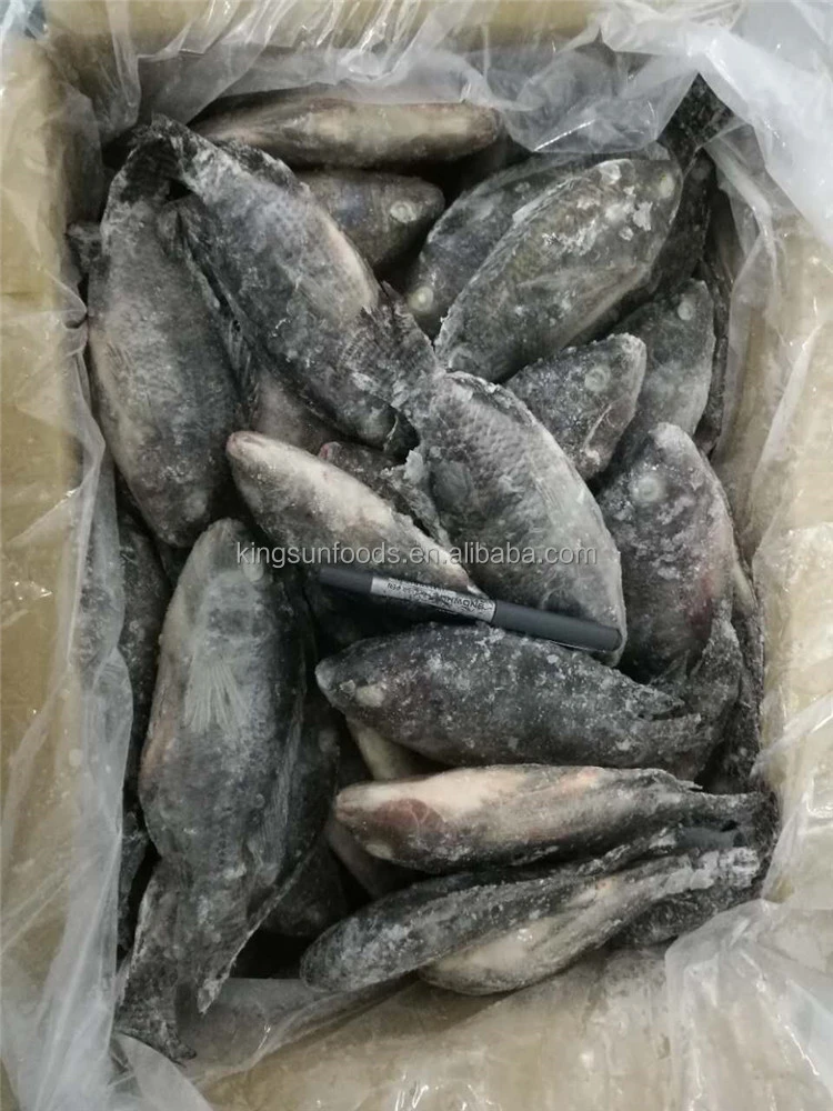 Top quality frozen Tilapia fish of frozen fish 100-200g