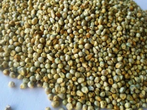 Top Selling Animal Feed Green Non-Glutinous Indian Green Bajra Millet with 2% Broken Ratio (WhatsApp: +6581317198)