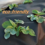 UV Film Supplies Transparent Uv Resistant Plastic Paper Tube Inside, PE Film Outside Stretch Film,soft Agriculture and Garden
