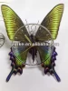 UV Oil 4C Printing Butterfly Decorative Acrylic Wall Clock
