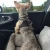 Import Waterproof Dog Car Seat for Small Dog Puppy Pet Booster Seats Fully Detachable and Washable Dog Bed Clip-On Safety Leash from China