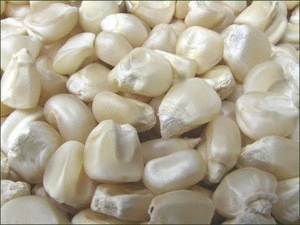 White and Yellow Maize Corn