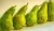 Import Wholesale Fresh Pear / Pear Fruit Price / Fresh Pear Fruit from Germany